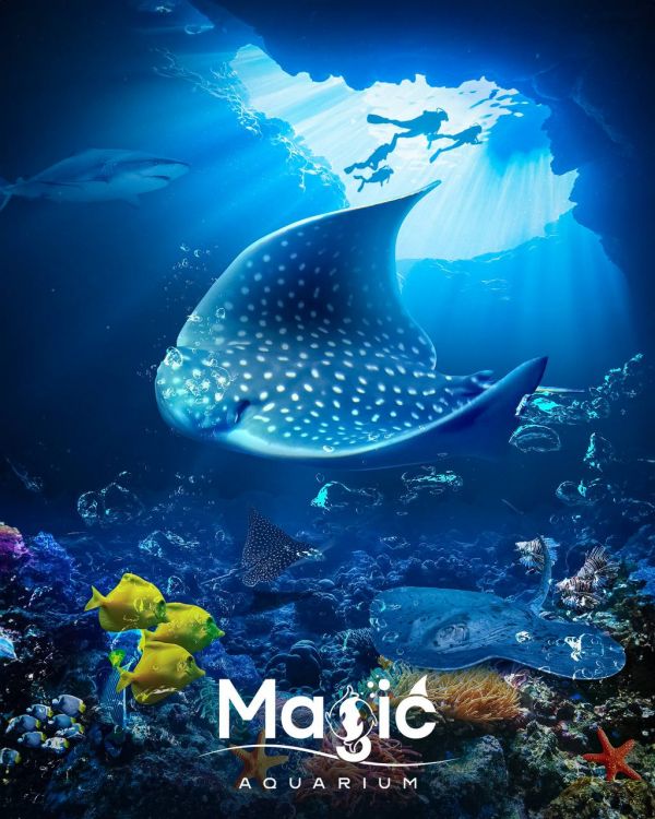 Magic Aquarium’ga xush kelibsiz, biz sizni akvariumning yangi jonzoti - Halqali skat bilan tanishtirishdan mamnunmiz!