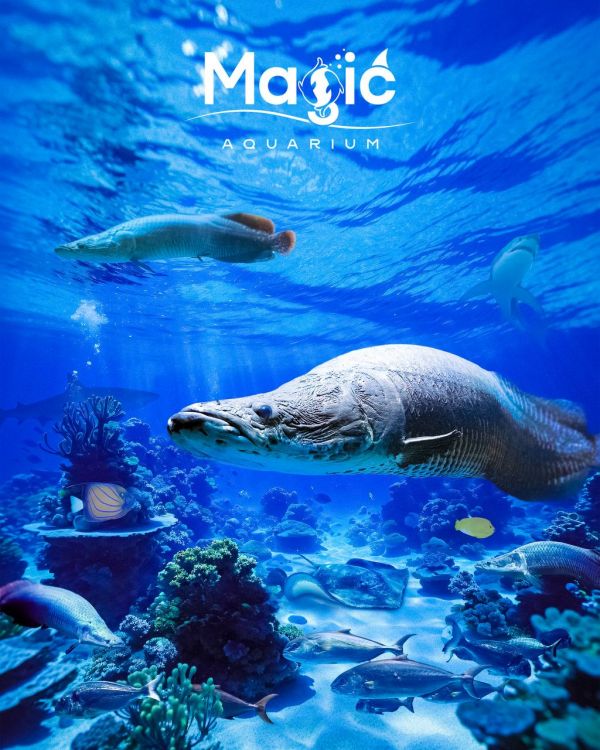 Magic Aquarium’ning  ajoyib jonzotlaridan birini  qarshi oling.